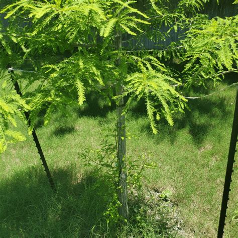 Image result for Sapling Pruning