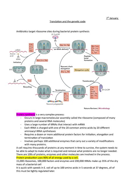 Image result for Translation Genetic Code
