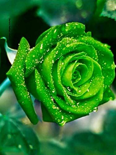Gardening Paradise "Emerald Green" Rose Flower Plant Home Garden Plant ...