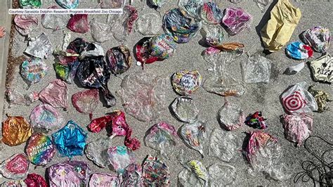 Dozens of balloons collected off Sarasota coast, researchers warn of ...