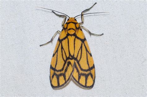 Cyme euprepioides | Moths