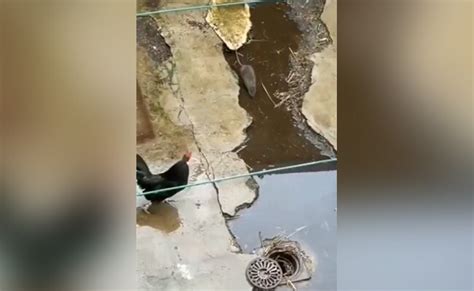 आख़िरी सांस तक मुर्गों से अकेले लड़ता रहा ये चूहा, लोग वीडियो देख 'शेर ...