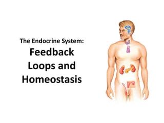 Image result for Positive Feedback Loop Endocrine System