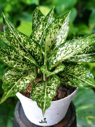 INDOOR PLANTS
