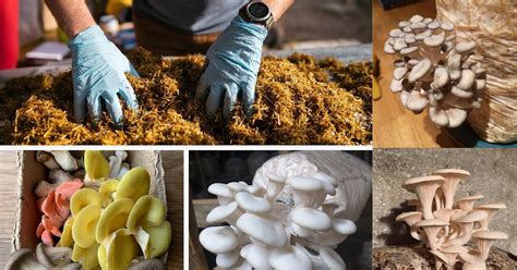 Start Oyster Mushroom Farm | Steps Involved | Oyster Mushroom Cultivation