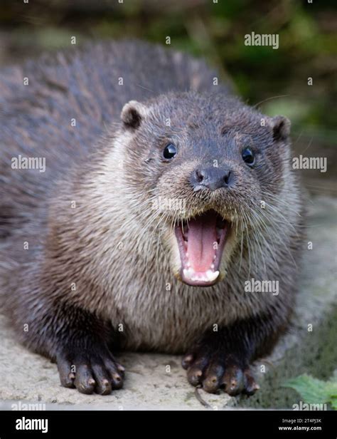 Eurasian Otter (Lutra lutra) Immature lying down with mouth open ...