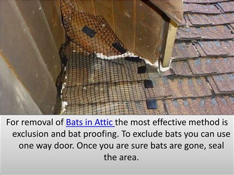 PPT - Tips for Removal of Bats in Attic PowerPoint Presentation, free ...