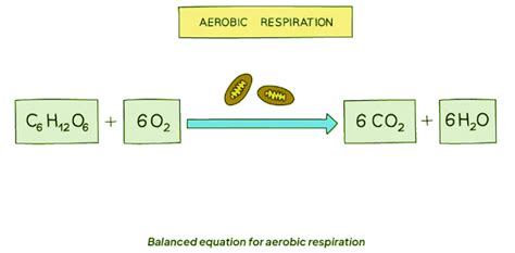 Aerobic Respiration - Biology for GCSE/IGCSE - Class 10 PDF Download