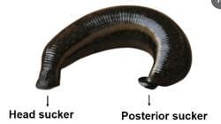 Annelida: Leech - Zoology Optional Notes for UPSC PDF Download