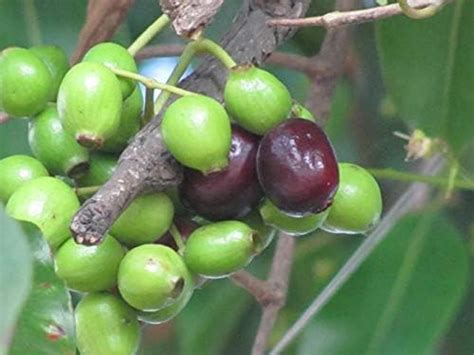 Trothic Gardens Fruit Live Plant Grafted Rare Exotic Syzygium Cumini ...