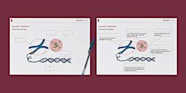 Genetics Worksheet - Homework Sheet