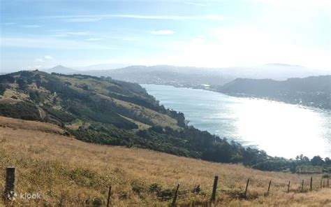 Dunedin City Highlights & Larnach Castle Tour - Klook India