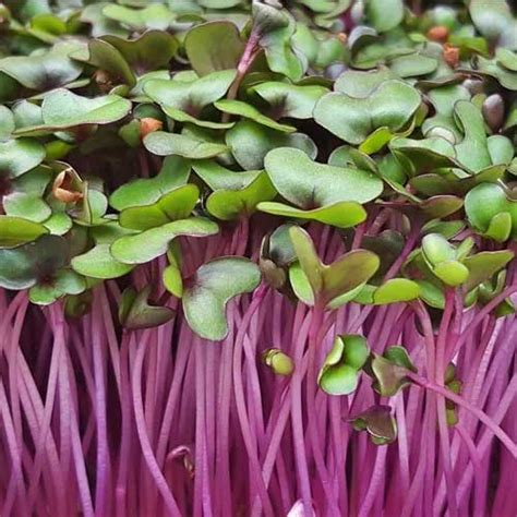Red Cabbage Microgreen Seeds – Non-GMO, Rich in Antioxidants – Buy Online
