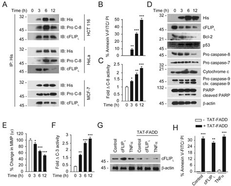 Cell-Penetrable Peptide-Conjugated FADD Induces Apoptosis and Regulates ...