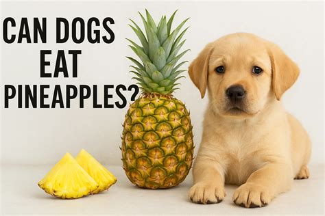 Can Dogs Eat Pineapples? A Complete Guide for Pet Owners - Pet Dog Habits