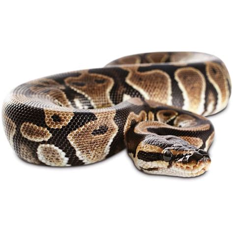 Image result for Ball Python for Sale
