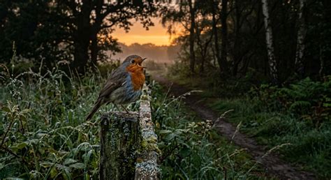 Why the lone bird you hear before sunrise is almost always a robin