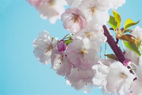 Apple tree flower | Premium Photo