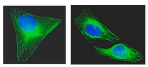 Anti-α-Tubulin Antibody, clone DM1A, Alexa Fluor™ 488 conjugate clone ...