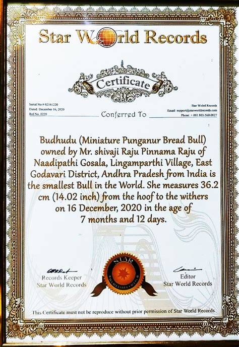 "Discover rare miniature cattle breeds like Micro Mini Cows, Punganur ...