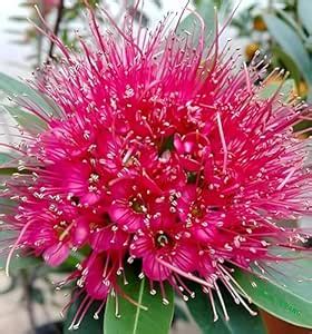 RADHA RANI PLANT HOUSE - Rare First Love " Pink " Xanthostemon ...