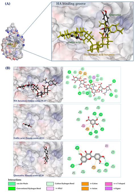 Production of Vespa tropica Hyaluronidase by Pichia pastoris