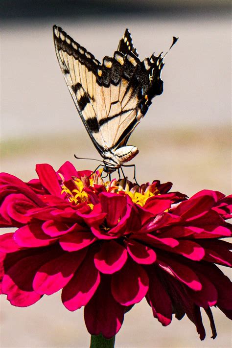 Download wallpaper 800x1200 zinnia, papilio glaucus, butterfly, macro ...