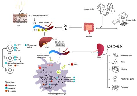 Impact of Vitamin D in Prophylaxis and Treatment in Tuberculosis Patients