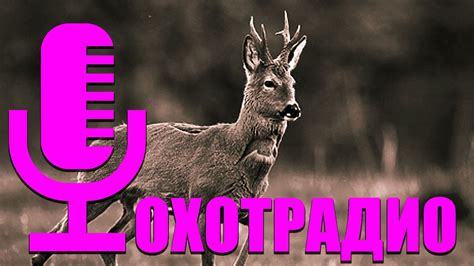 НОВЫЕ ПРАВИЛА ОХОТЫ 2025🔴ОХОТРАДИО - YouTube