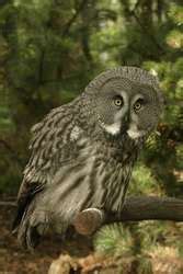 ZooLex Exhibit - Nordic Owl Aviaries