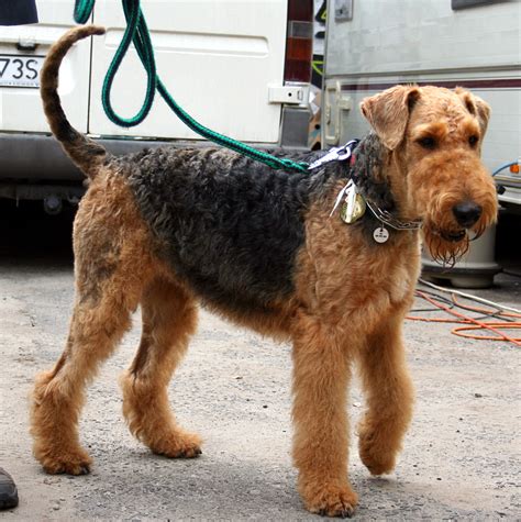 Airedale Terrier - Puppies, Rescue, Pictures, Information, Temperament ...