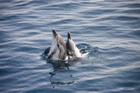 Observar Delfines Listados en el Estrecho de Gibraltar