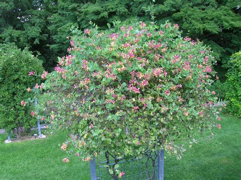 How to Grow: Climbing Honeysuckle- Growing and Caring for Honeysuckle