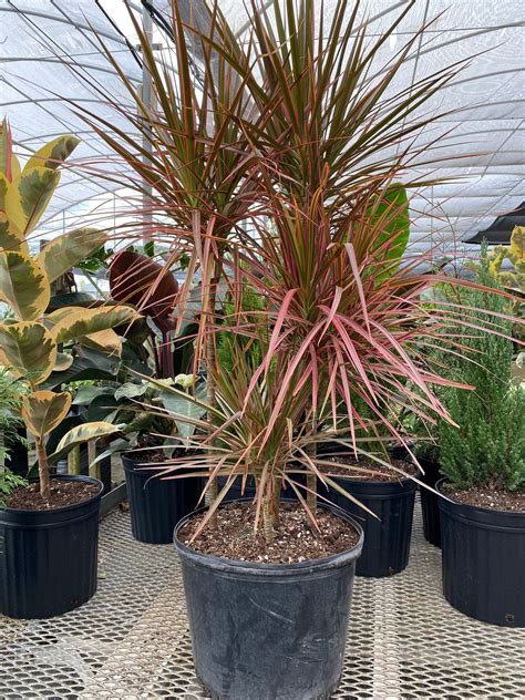 Dracaena Dragon Tree Colorama, Tree Form – Eureka Farms