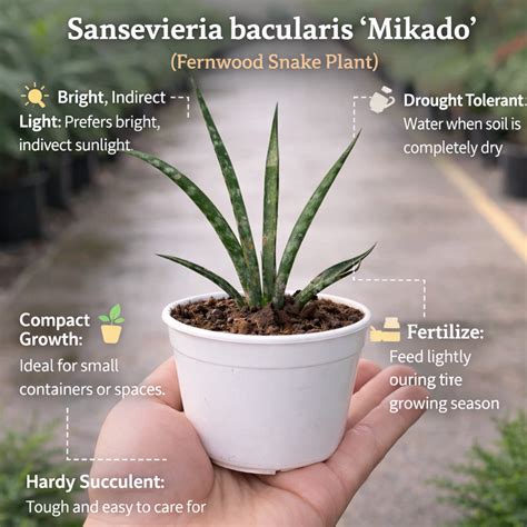 Indoor Plants for Home and Office, Starts at Rs.59 – Plant Orbit