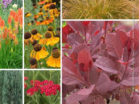 PLANTING PLAN FOR FULL SUN | Plants, Colorful shrubs, Perfect plants
