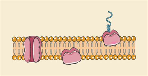 Difference Between Integral and Peripheral Membrane | Know More! – Knya