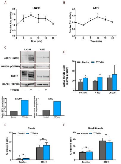 Tumor Treating Fields (TTFields) Hinder Cancer Cell Motility through ...