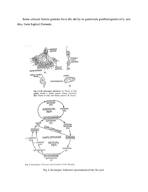 BG ist sem botany 12 - Some unfused female gametes have the ability to ...