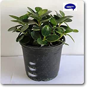 Mphmi Ficus Compacta - Plant : Amazon.in: Garden & Outdoors