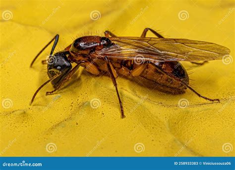 Adult Female Carpenter Queen Ant Stock Image - Image of detail, wild ...