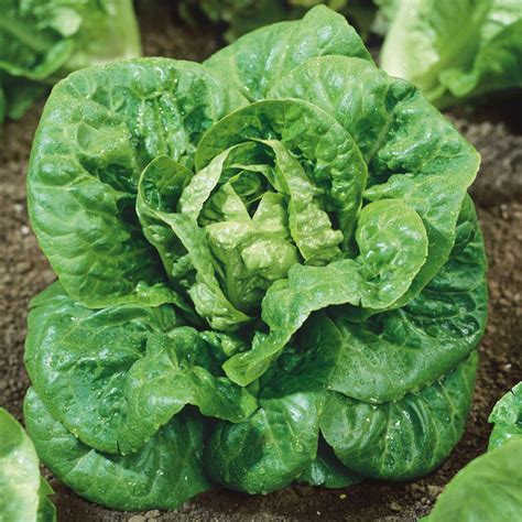 Lettuce 'Little Gem' Seeds – Garden Mithra