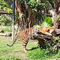 Songkhla Zoo - 2022 What to Know Before You Go (with Photos) - Tripadvisor