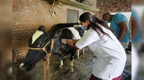 जानवरों के इलाज की नई पहल से दवा और वैक्सीनेशन होगा आसान, लंपी जैसी ...