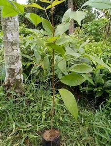 Trothic Marjoram Plant Price in India - Buy Trothic Marjoram Plant ...