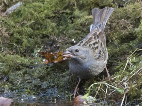Grey Bunting - eBird