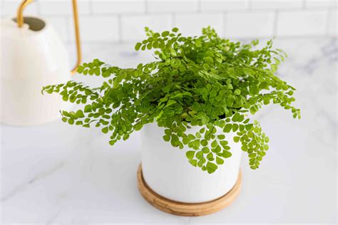 How to Grow and Care for Maidenhair Fern Indoors