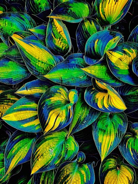 Hosta plants thriving in full color - Turk's Head Commercial Photography