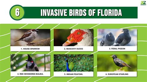 Discover 6 Invasive Birds of Florida - A-Z Animals