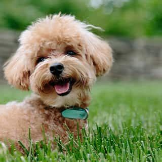 Buy Pet Food Online Store In India | Pet Food At Best Price - PetNet